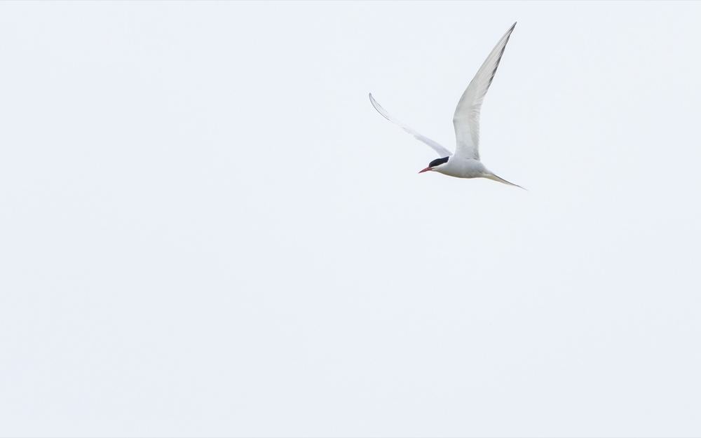 Arctic Tern photographed by Dragos Varnav