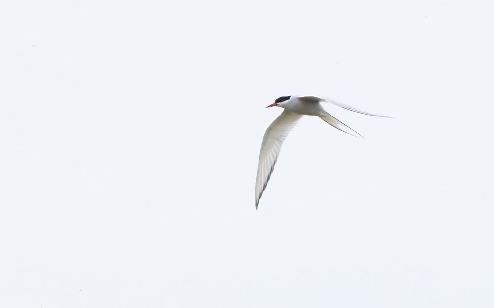 Arctic Tern