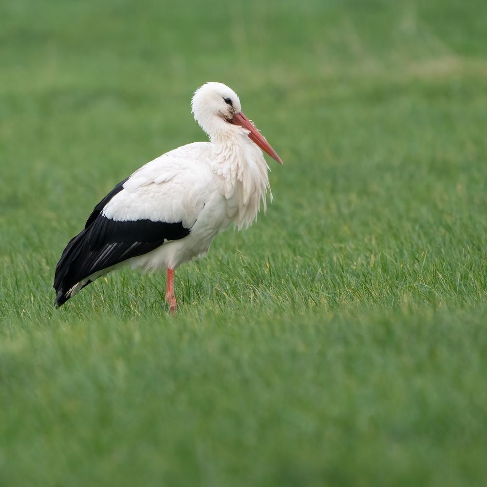 White Stork photographed by Dragos Varnav