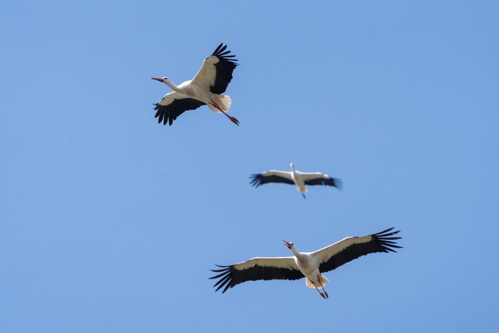 White Stork photographed by Dragos Varnav