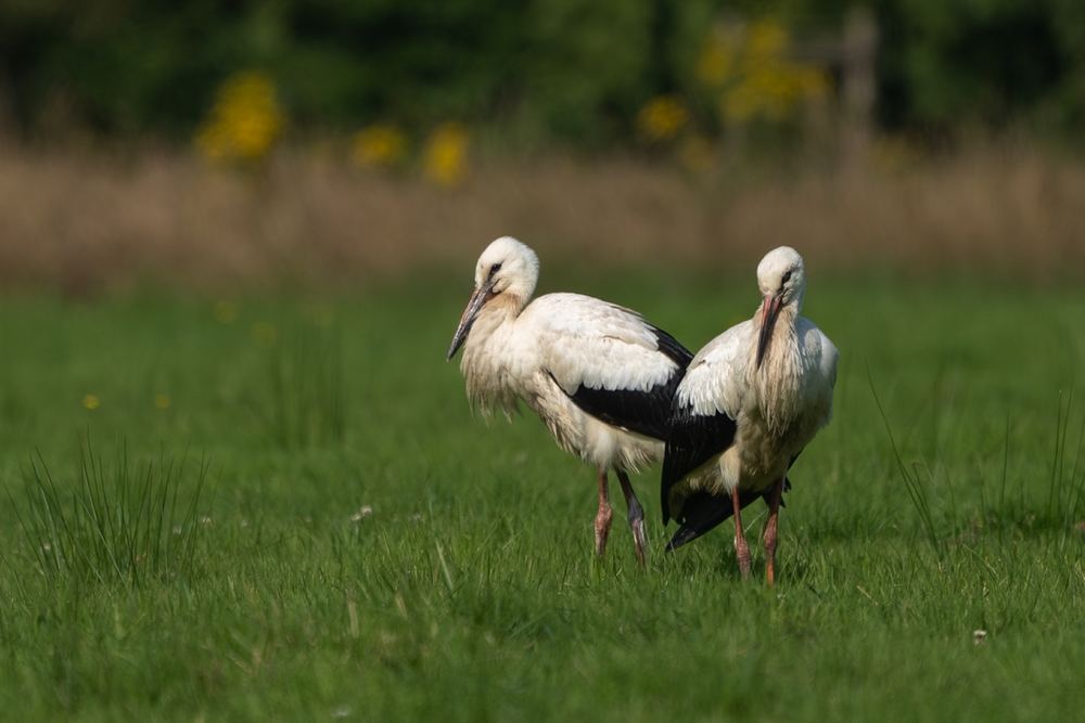 White Stork photographed by Dragos Varnav