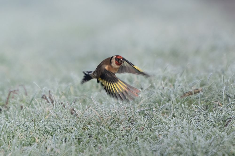 European Goldfinch photographed by Dragos Varnav