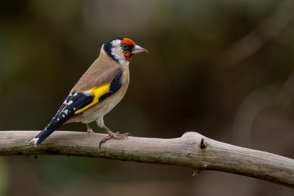 European Goldfinch, photographed in the Netherlands