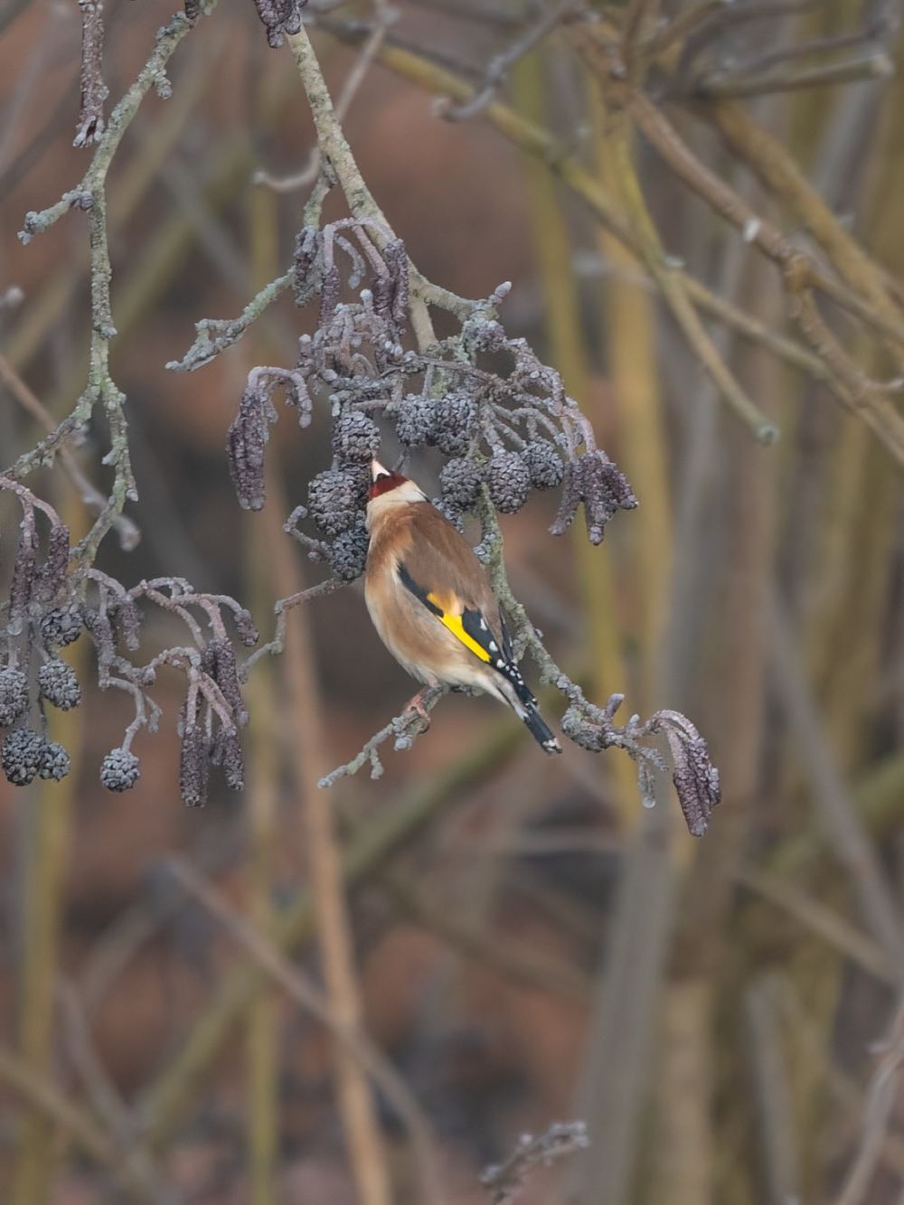 European Goldfinch photographed by Dragos Varnav