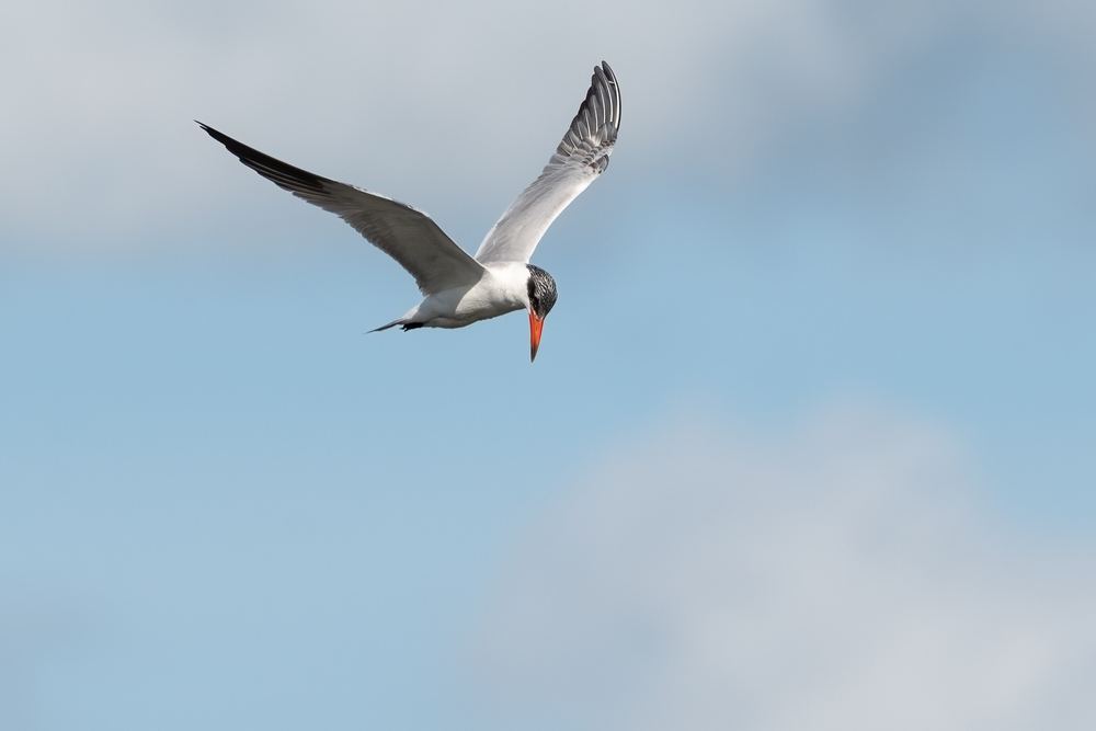 Caspian Tern photographed by Dragos Varnav