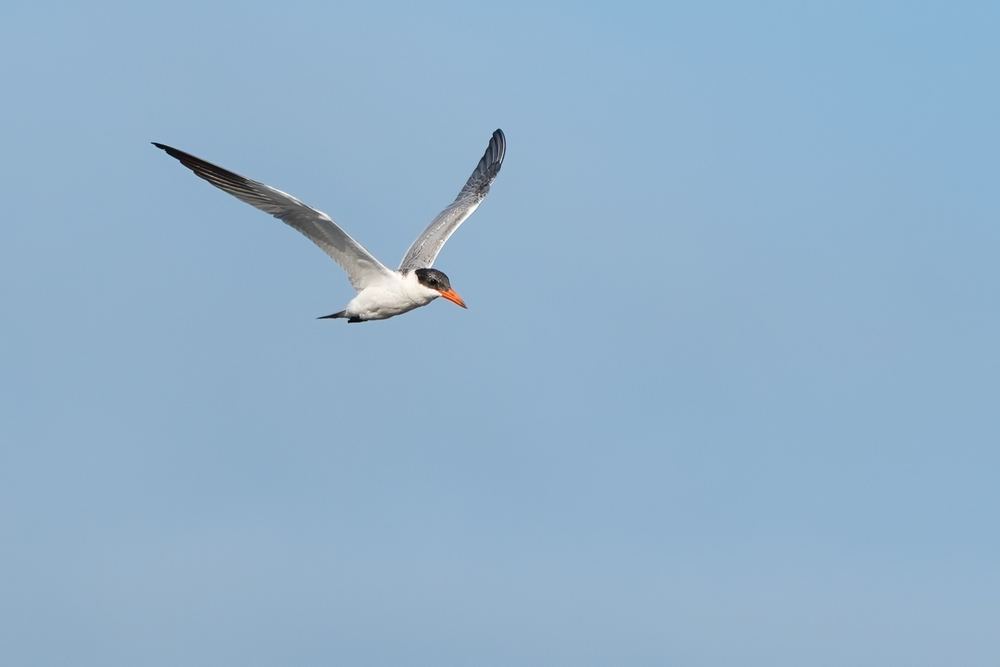 Caspian Tern photographed by Dragos Varnav
