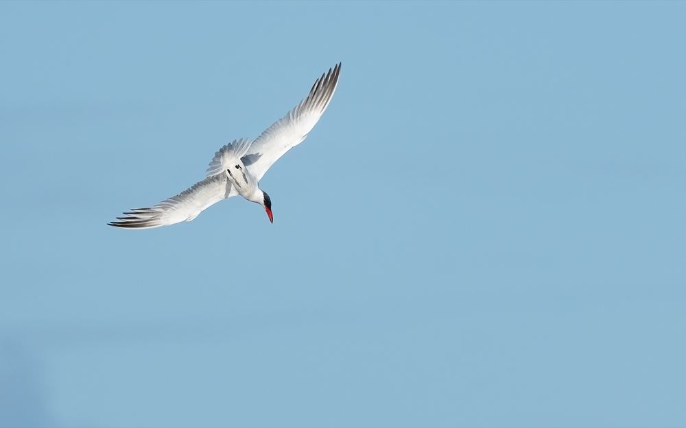Caspian Tern photographed by Dragos Varnav
