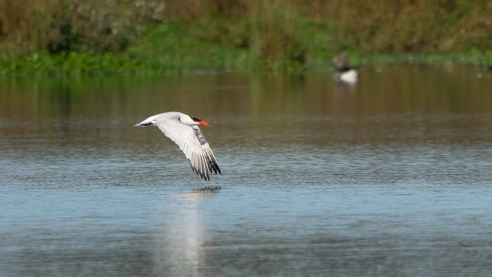 Caspian Tern photographed by Dragos Varnav