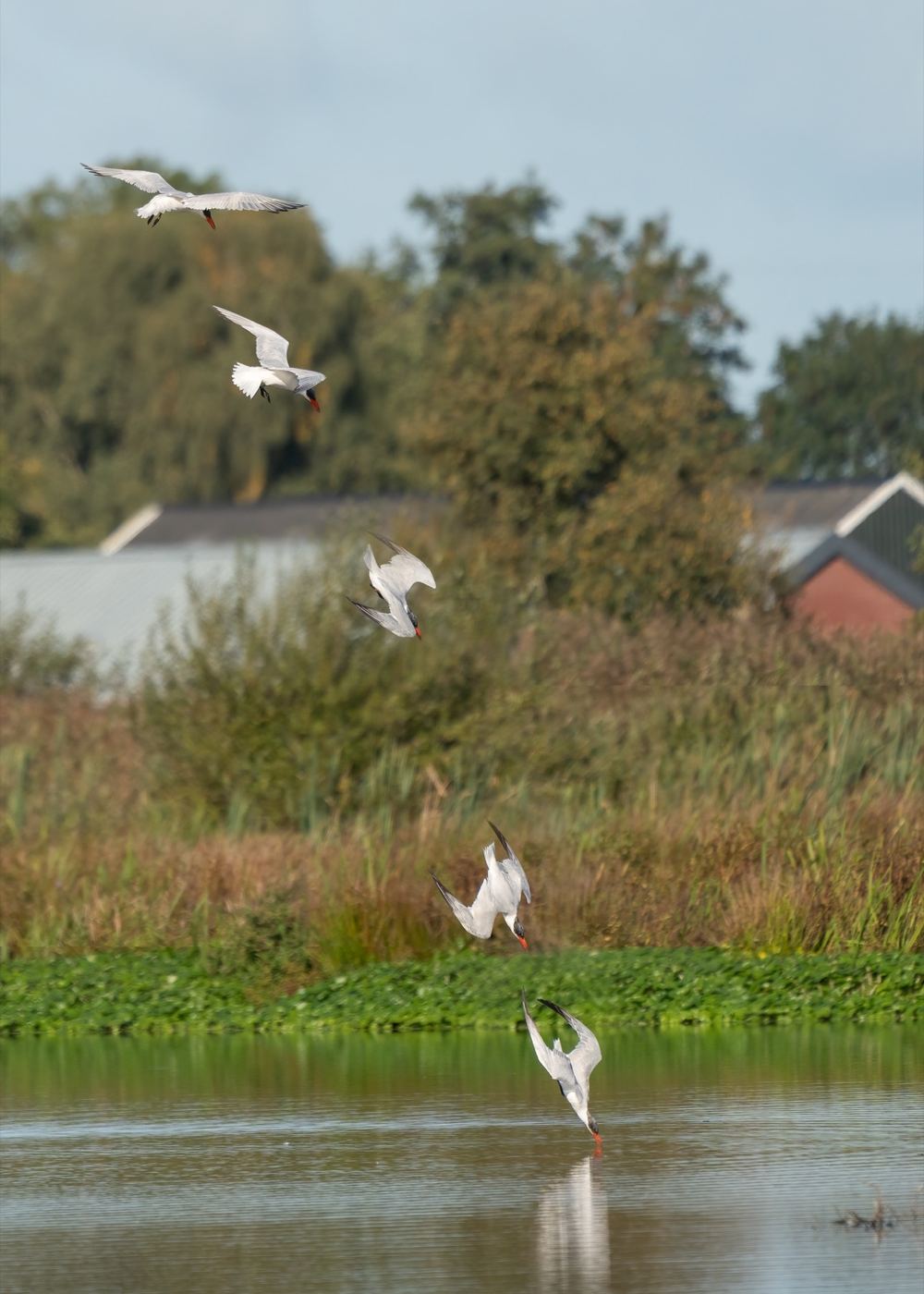 Caspian Tern photographed by Dragos Varnav