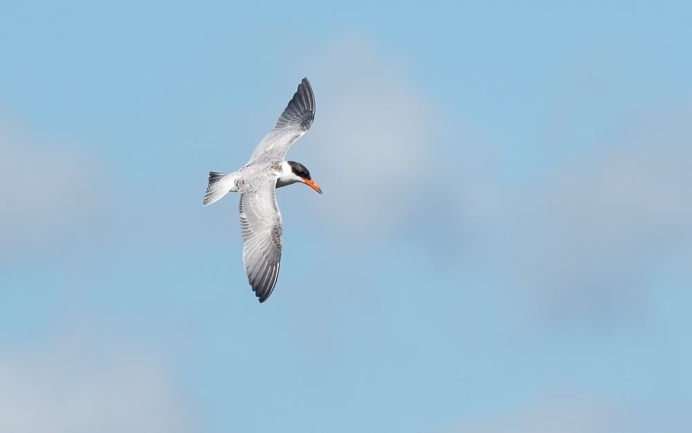 Caspian Tern photographed by Dragos Varnav
