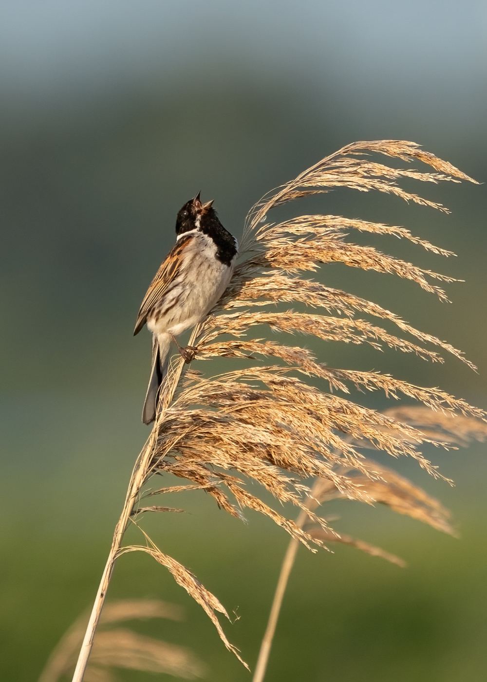 Common Reed Bunting photographed by Dragos Varnav