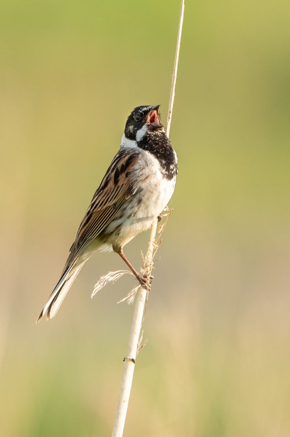 Common Reed Bunting photographed by Dragos Varnav