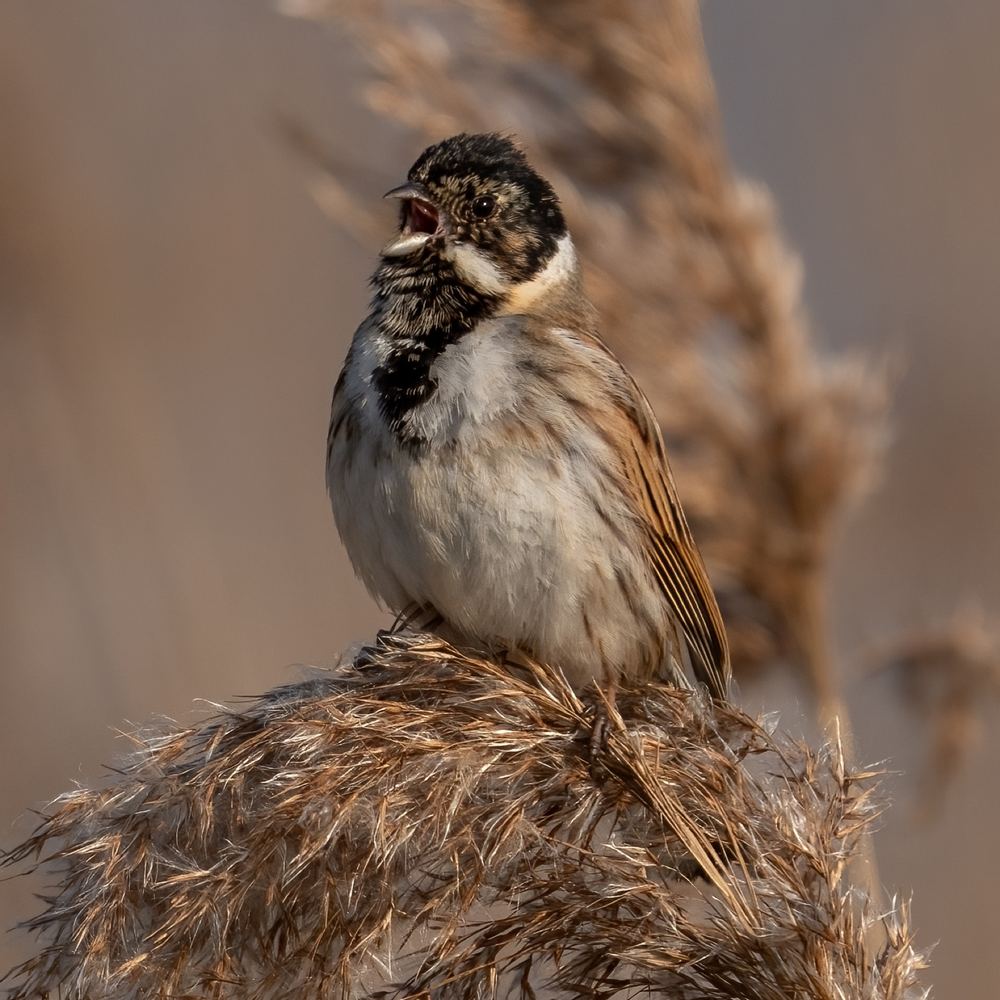 Common Reed Bunting photographed by Dragos Varnav