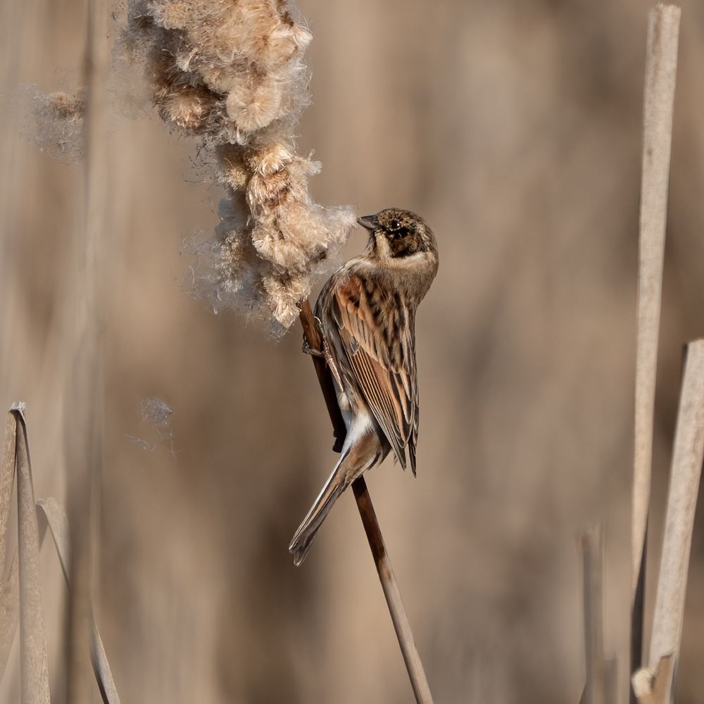 Common Reed Bunting, photographed in the Netherlands