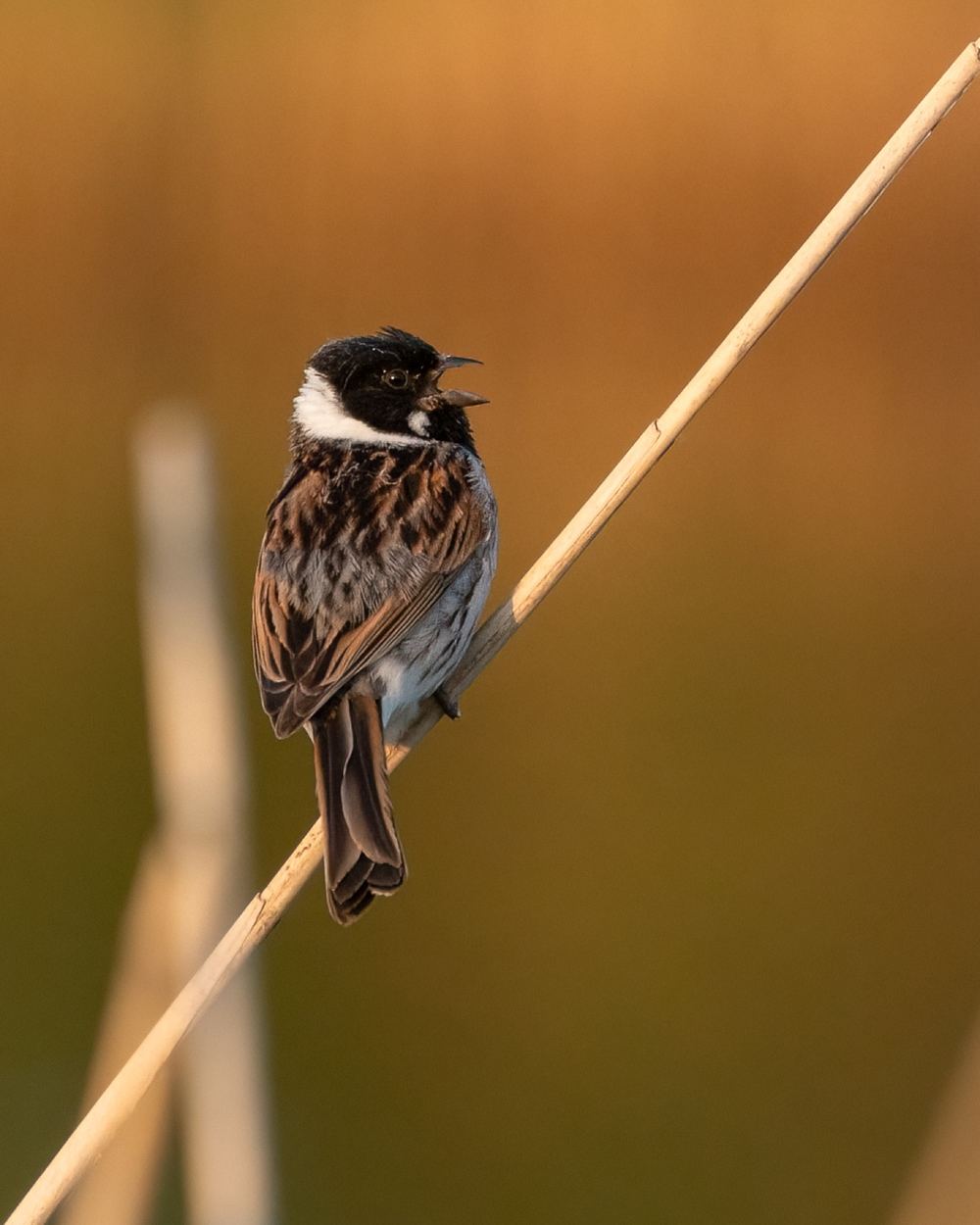 Common Reed Bunting photographed by Dragos Varnav