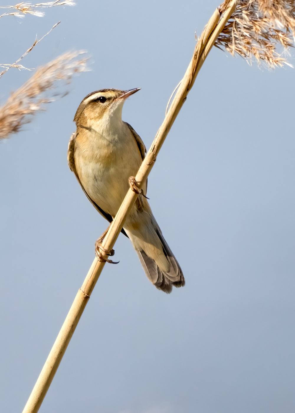 Sedge Warbler photographed by Dragos Varnav