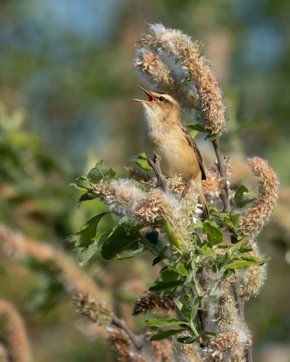 Sedge Warbler photographed by Dragos Varnav