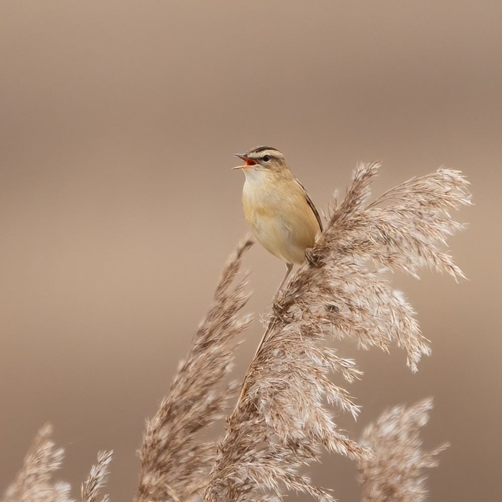 Sedge Warbler photographed by Dragos Varnav