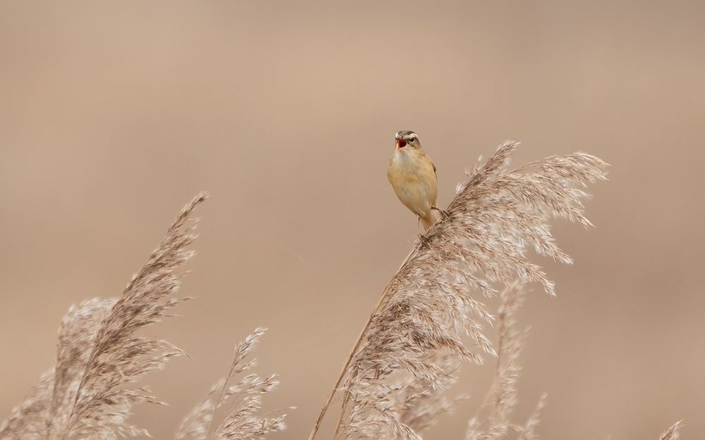 Sedge Warbler photographed by Dragos Varnav