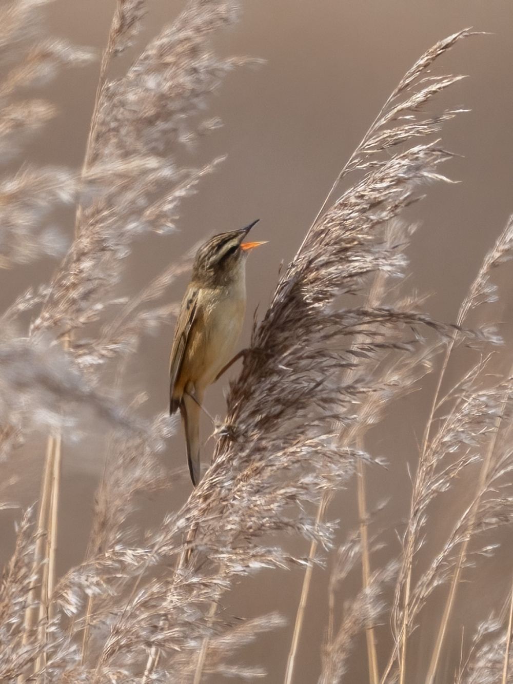 Sedge Warbler photographed by Dragos Varnav