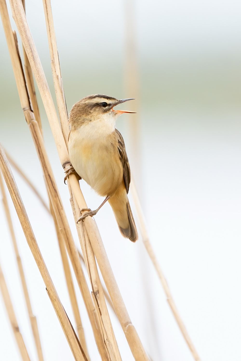 Sedge Warbler photographed by Dragos Varnav