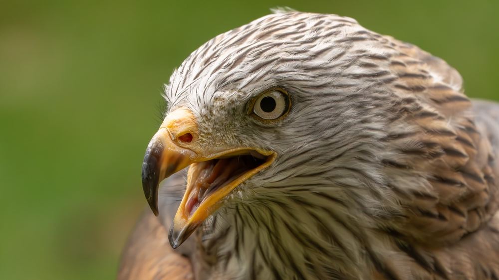 Red Kite, photographed in the Netherlands