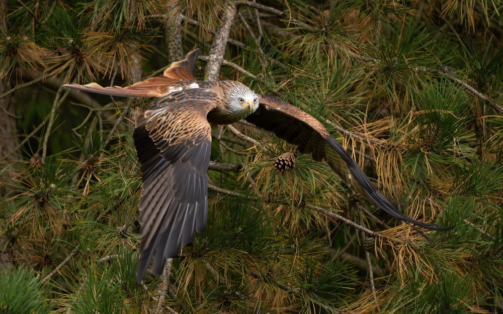 Red Kite photographed by Dragos Varnav