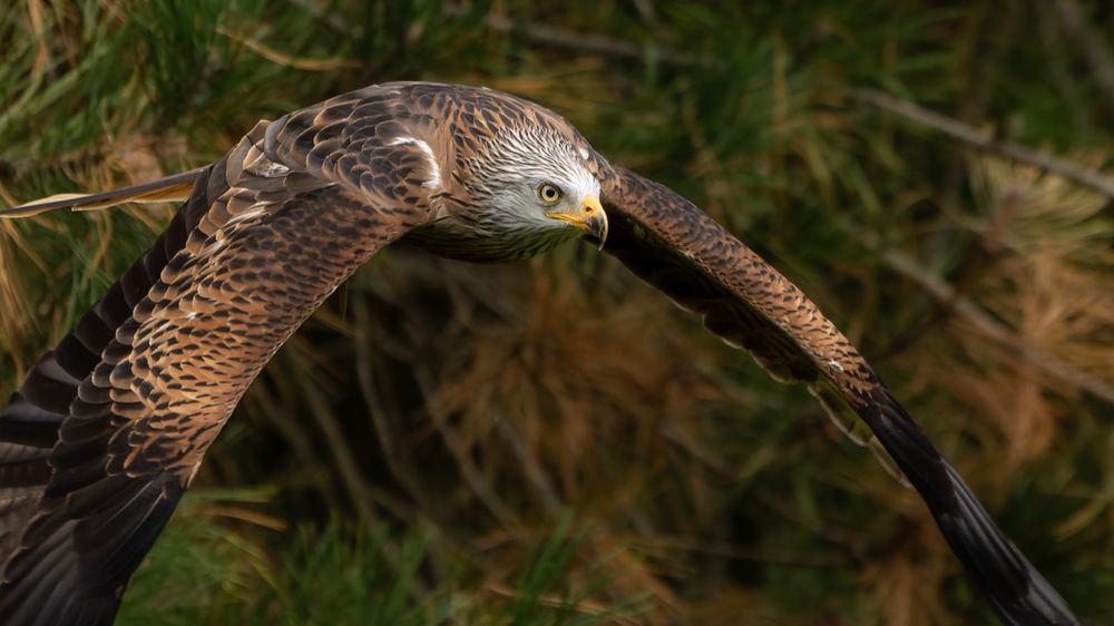 Red Kite photographed by Dragos Varnav