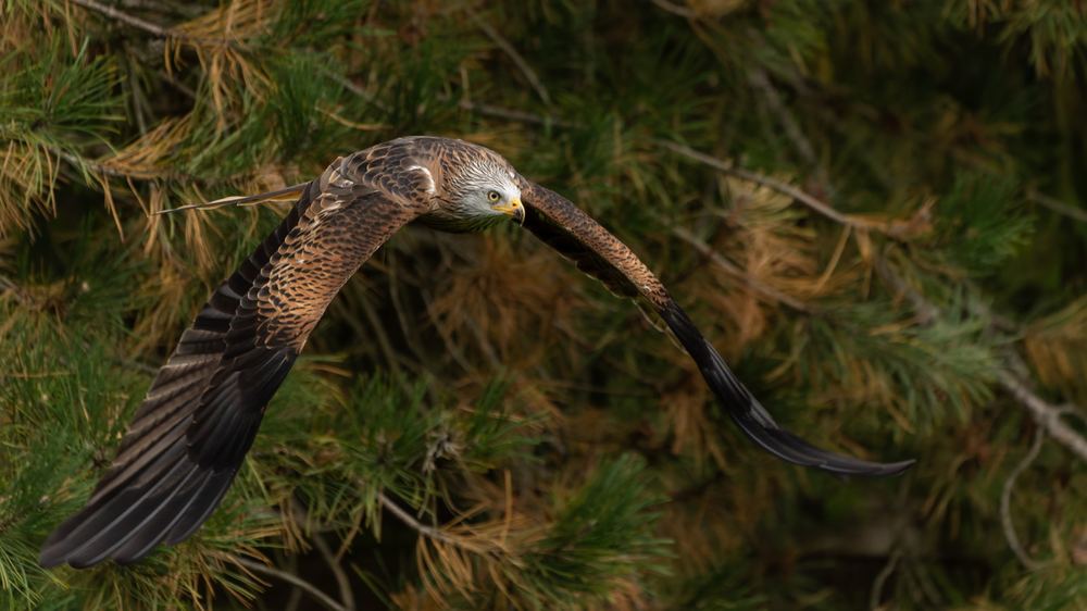Red Kite photographed by Dragos Varnav