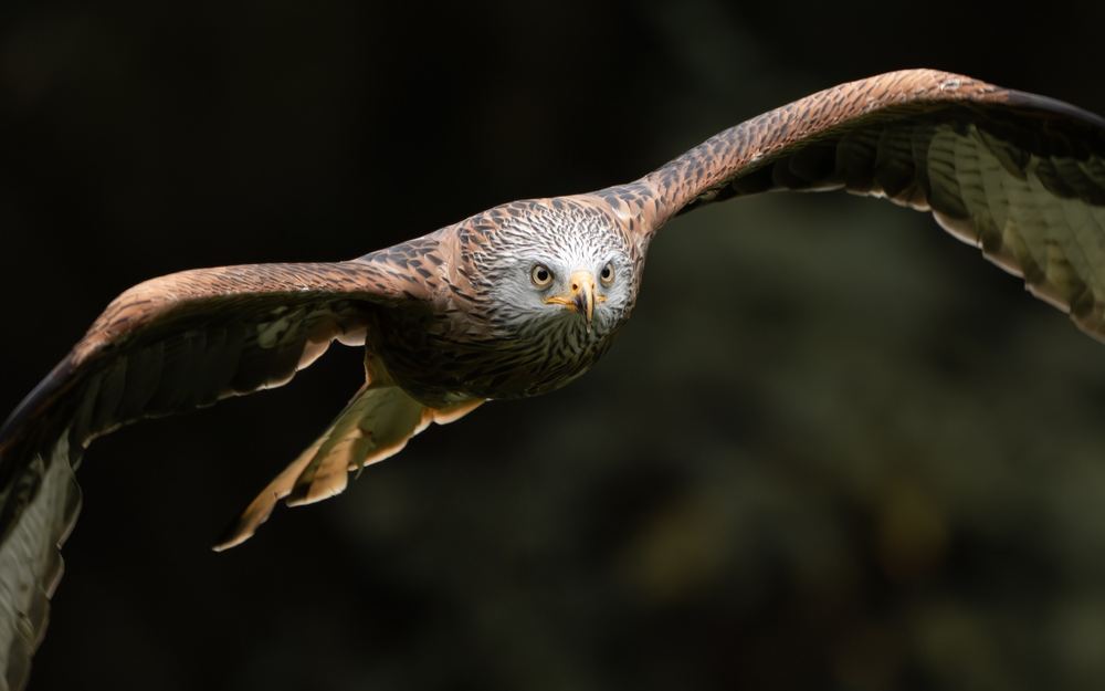 Red Kite photographed by Dragos Varnav
