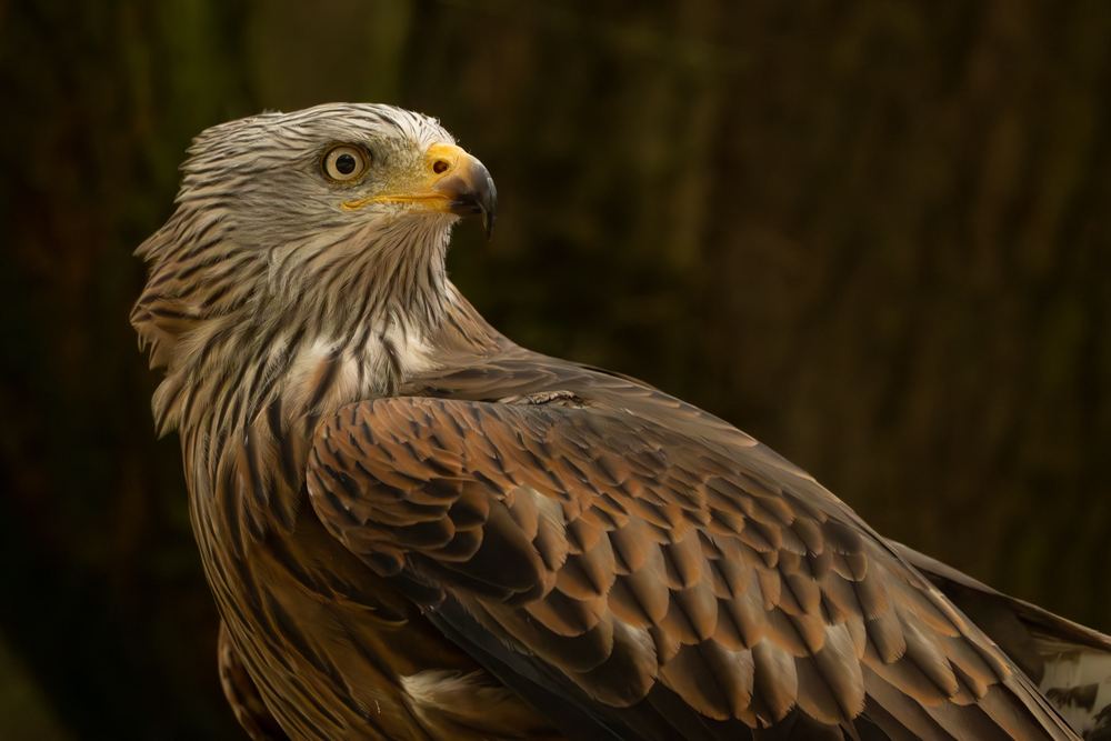 Red Kite photographed by Dragos Varnav