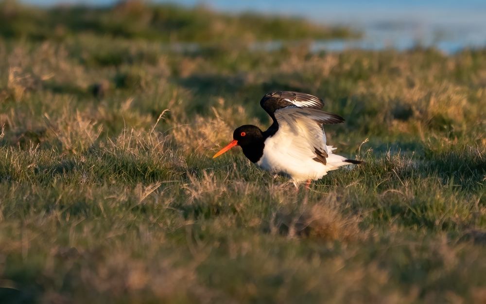 Eurasian Oystercatcher photographed by Dragos Varnav