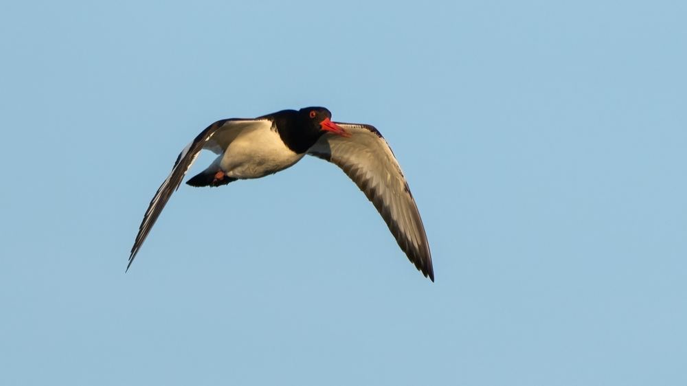 Eurasian Oystercatcher, photographed in the Netherlands
