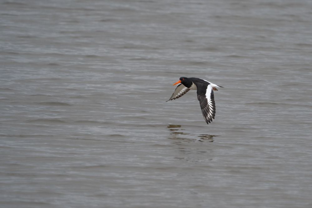 Eurasian Oystercatcher photographed by Dragos Varnav