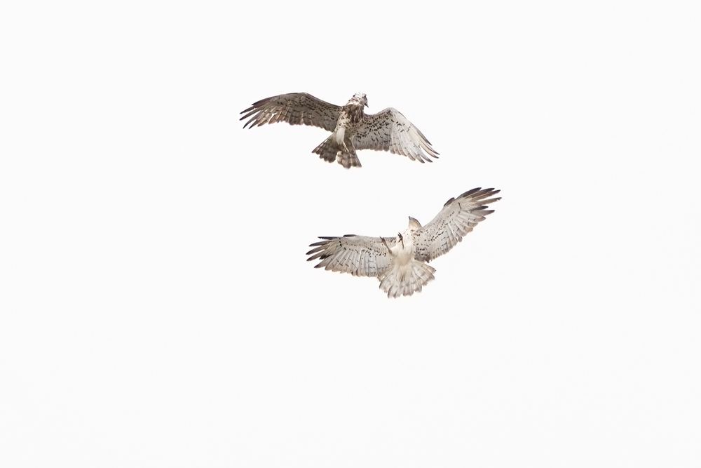 Short-toed Snake Eagle photographed by Dragos Varnav