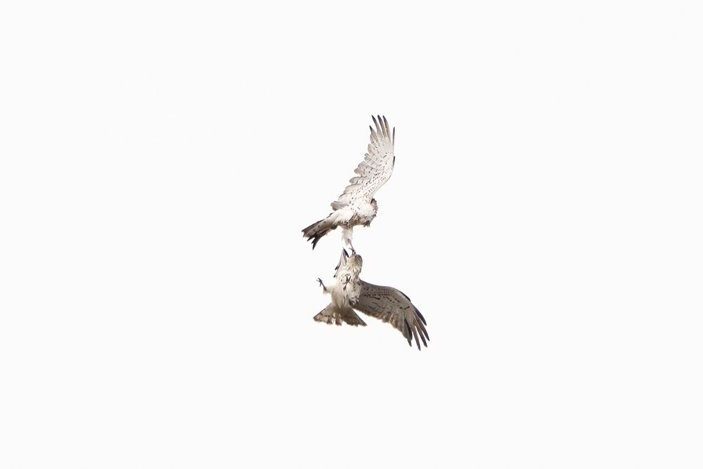 Short-toed Snake Eagle photographed by Dragos Varnav