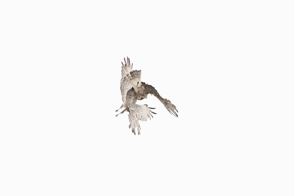 Short-toed Snake Eagle photographed by Dragos Varnav