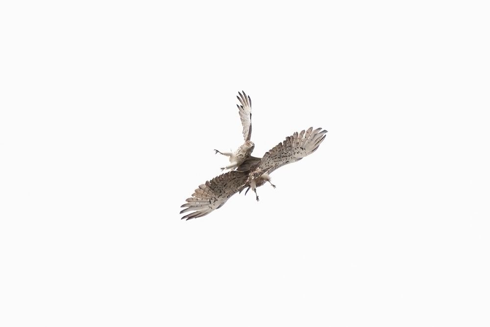 Short-toed Snake Eagle photographed by Dragos Varnav