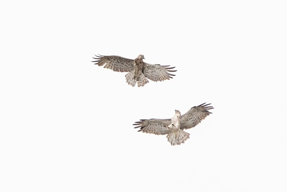 Short-toed Snake Eagle photographed by Dragos Varnav