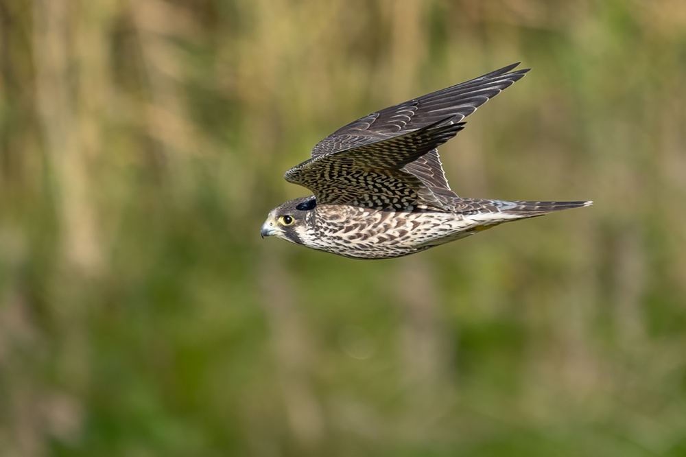 Peregrine Falcon photographed by Dragos Varnav