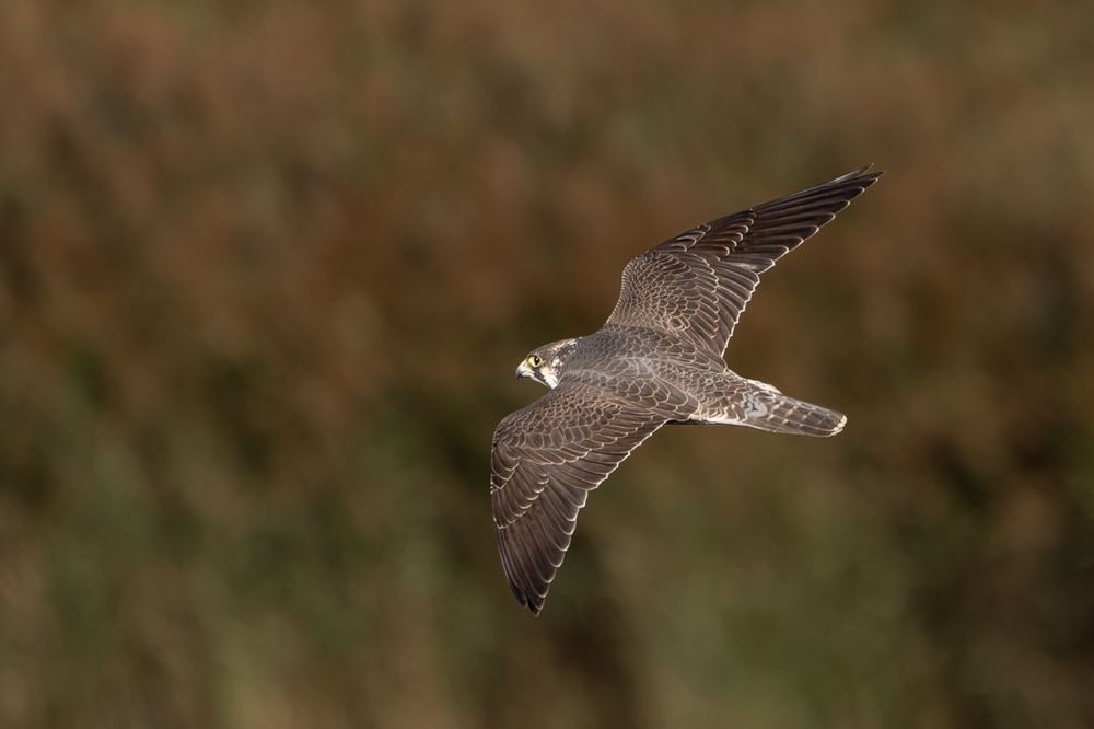 Peregrine Falcon photographed by Dragos Varnav
