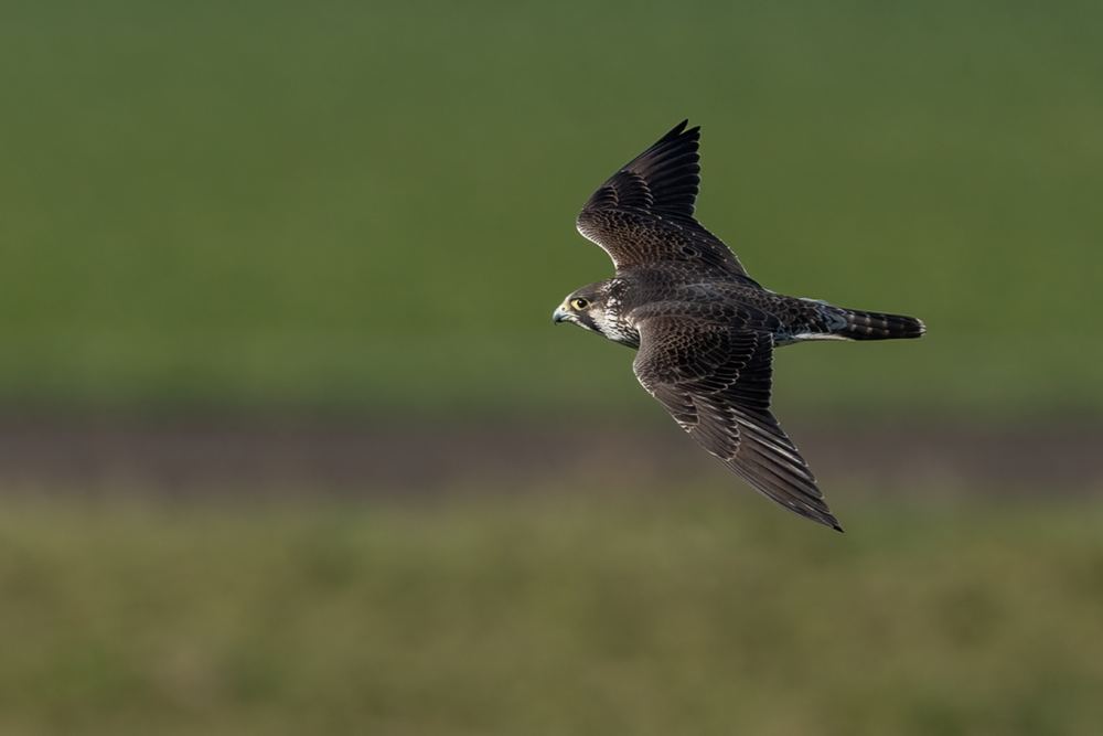 Peregrine Falcon photographed by Dragos Varnav