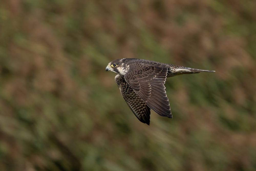 Peregrine Falcon, photographed in the Netherlands
