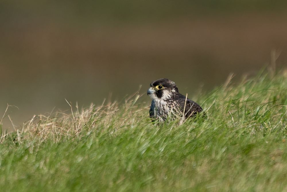Peregrine Falcon photographed by Dragos Varnav