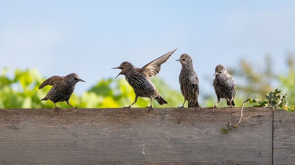 Common Starling photographed by Dragos Varnav