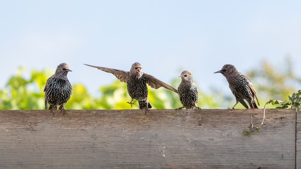 Common Starling photographed by Dragos Varnav