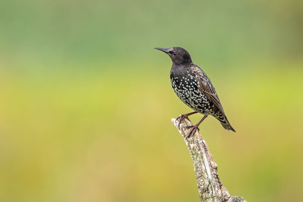 Common Starling photographed by Dragos Varnav