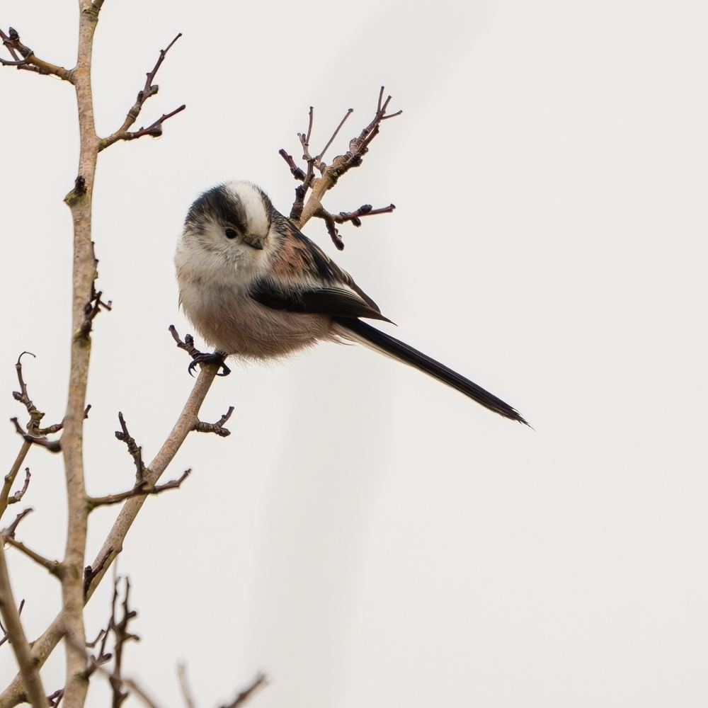 Long-tailed Tit photographed by Dragos Varnav