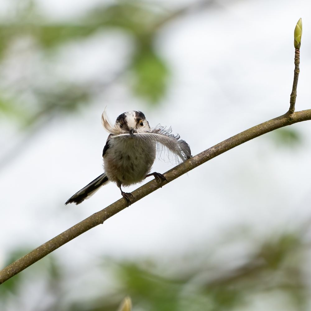 Long-tailed Tit photographed by Dragos Varnav