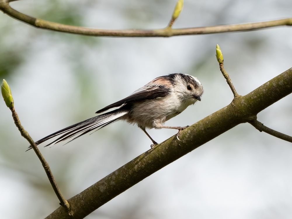 Long-tailed Tit photographed by Dragos Varnav